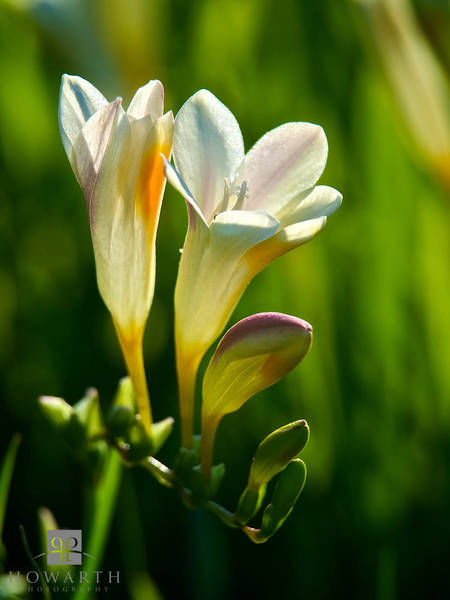Bermuda Freesia print