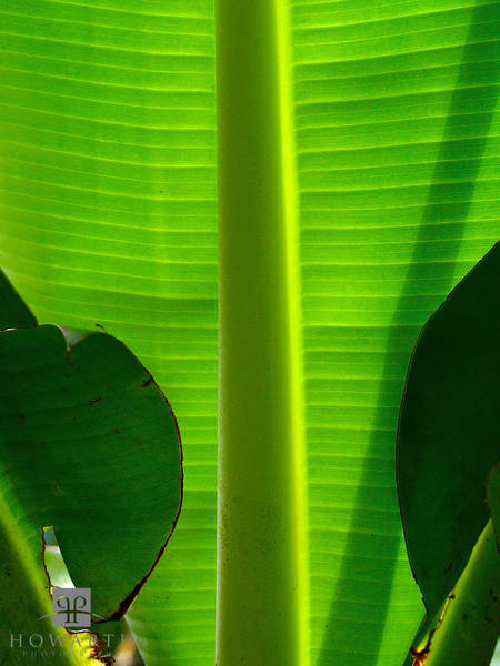 Banana Leaf print