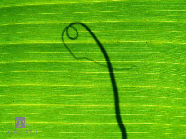 Banana Leaf Twist print