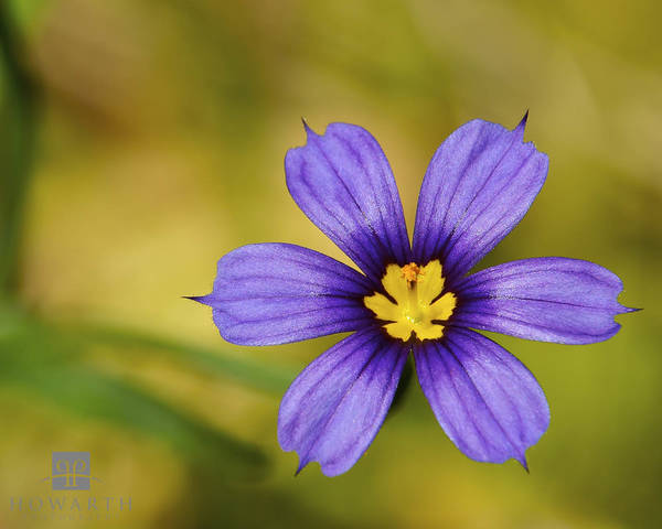 Bermudiana print