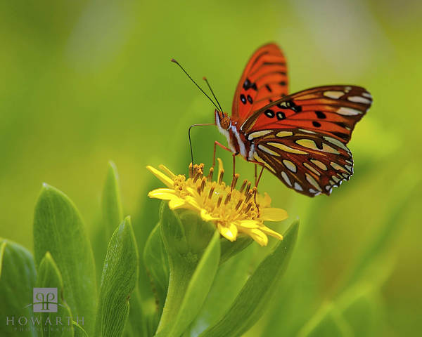 Gulf Fritillary Butterfly print