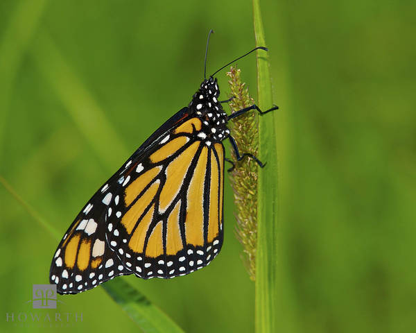 Monarch II print