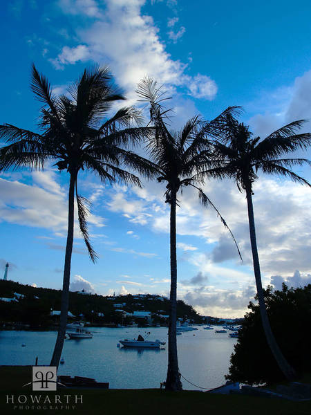 Three Palms print