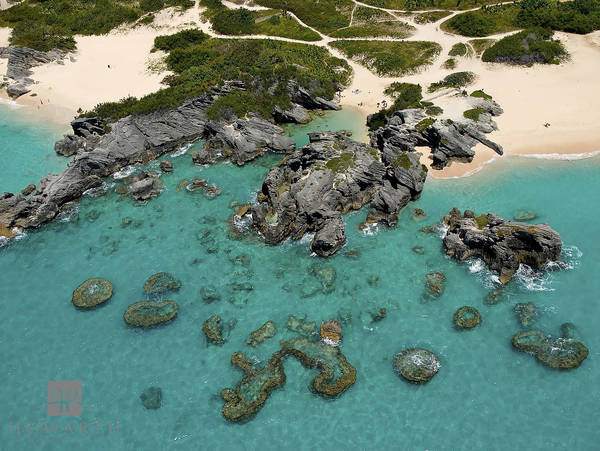 Jobson's Cove print