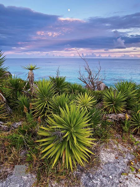 South Shore Spines print