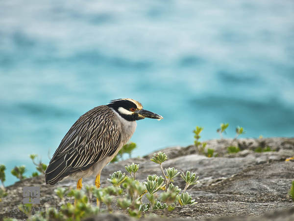 Yellow Crowned Night Heron print