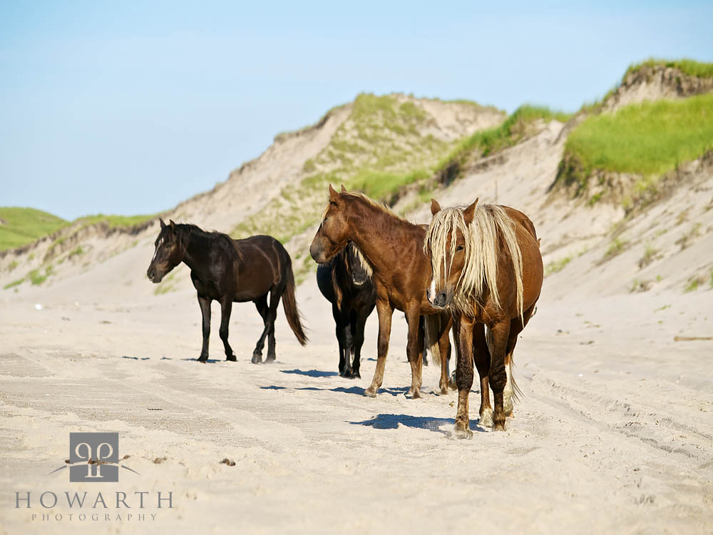 Wild Horses III