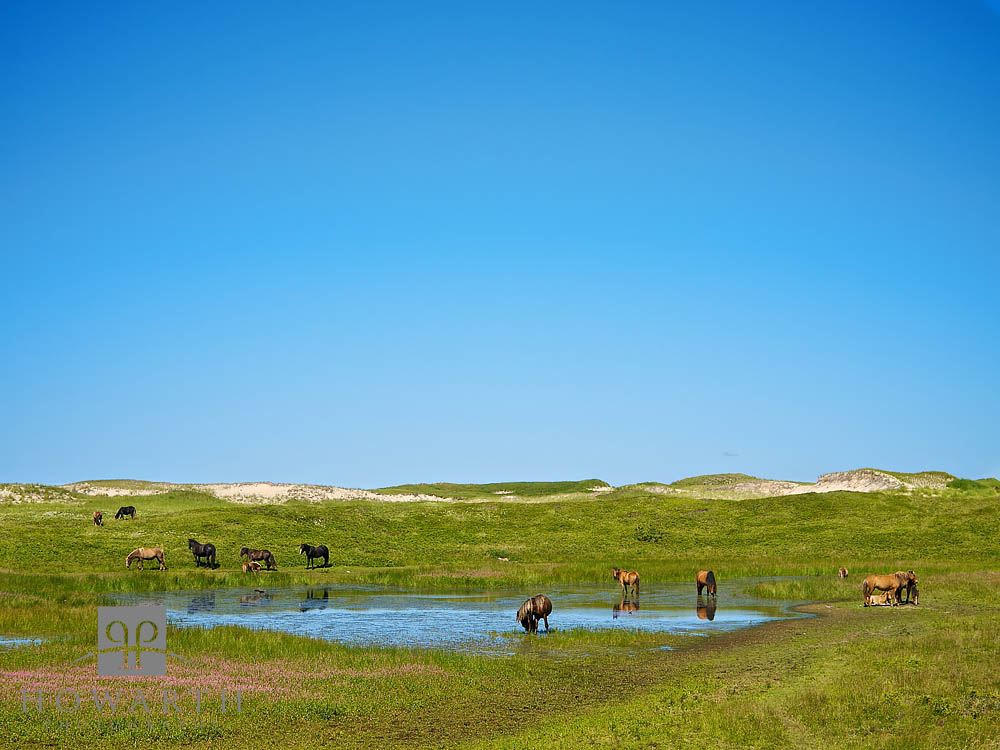 Wild Horses Wild Horses during the Spirit of Bermuda voyage at Sable Island, Canada