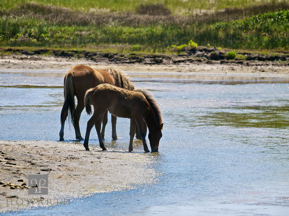 Wild Horses V Wild Horses V during the Spirit of Bermuda voyage at Sable Island, Canada