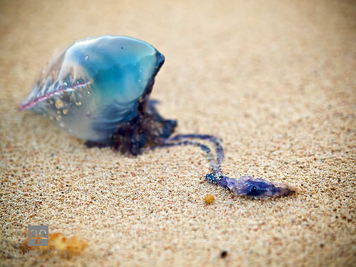 A portuguese man of war washed up on the beach