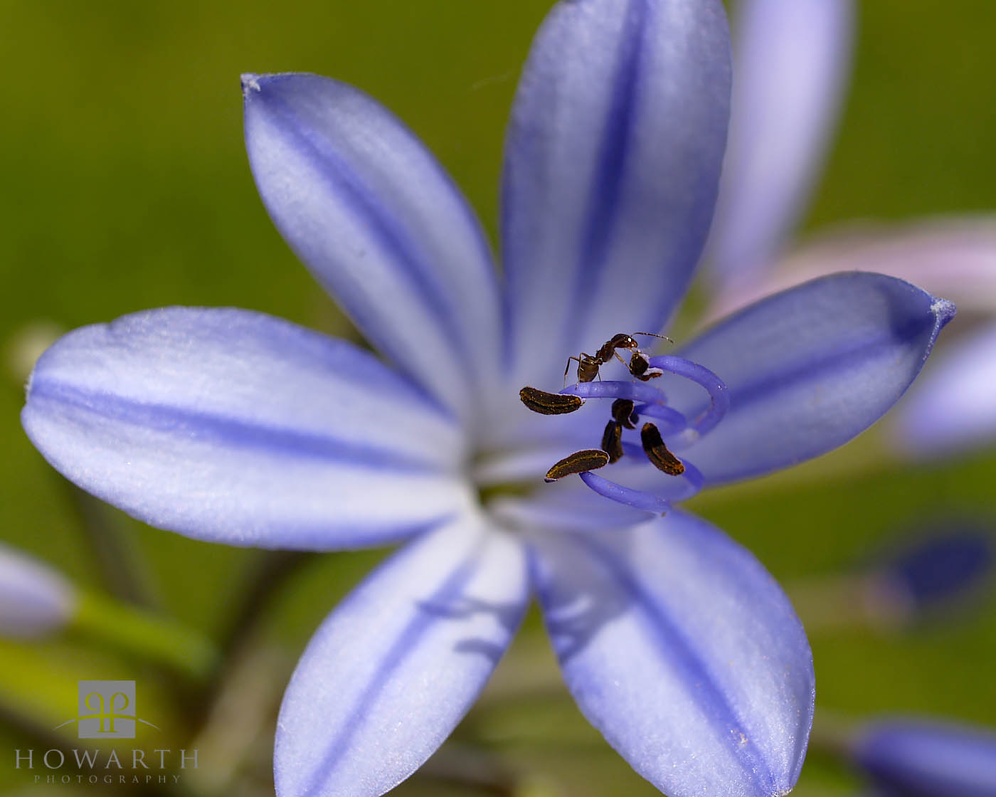 An ant working away on an Agapanthus flower