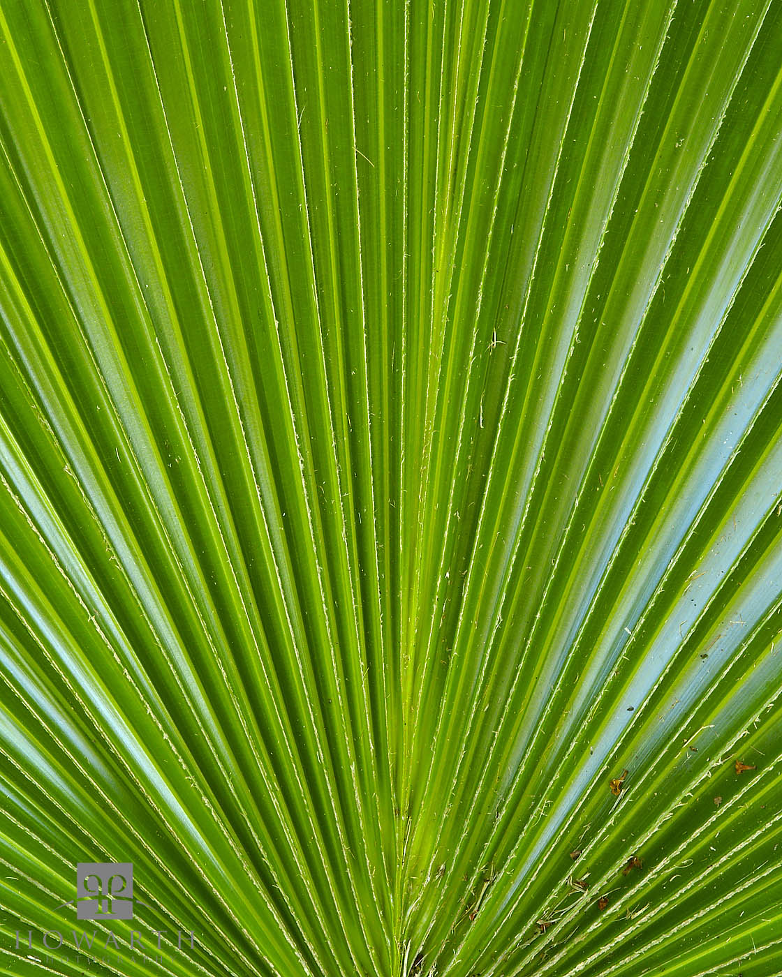 palm, leaf, closeup