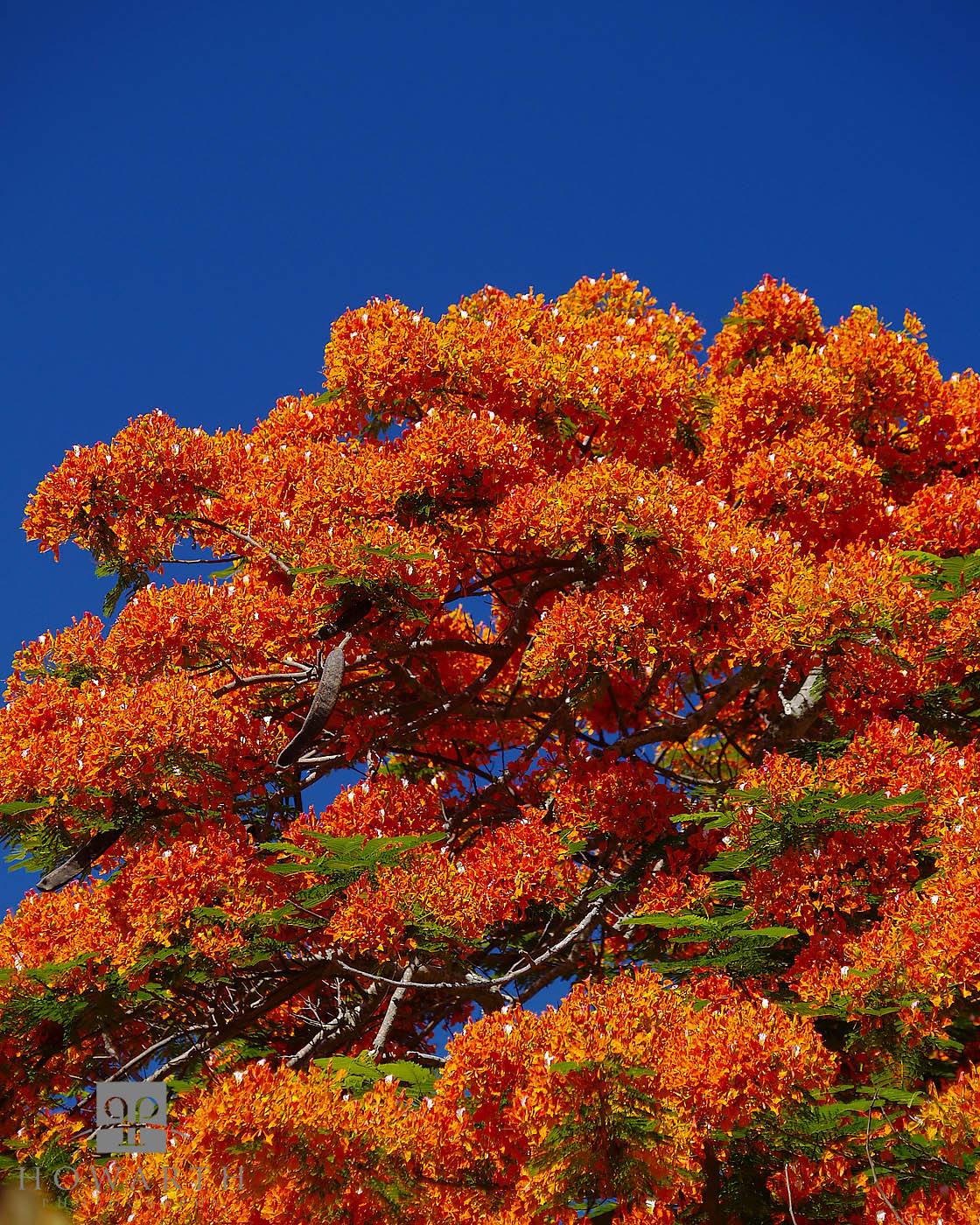 In the summer months these trees can bloom across the island, a beautiful site