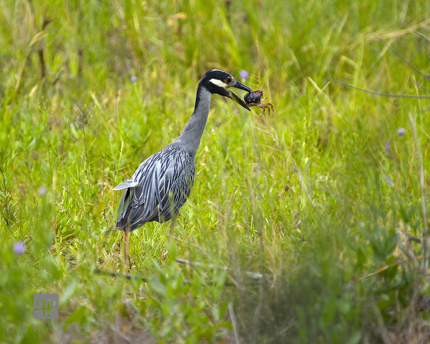 Heron's Breakfast