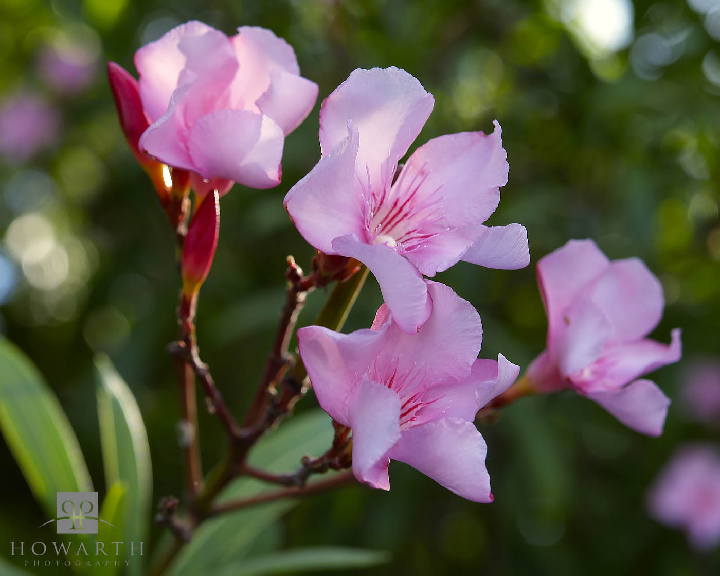 Seen all over the island the Oleander have a pretty pink flower (Nerium)
