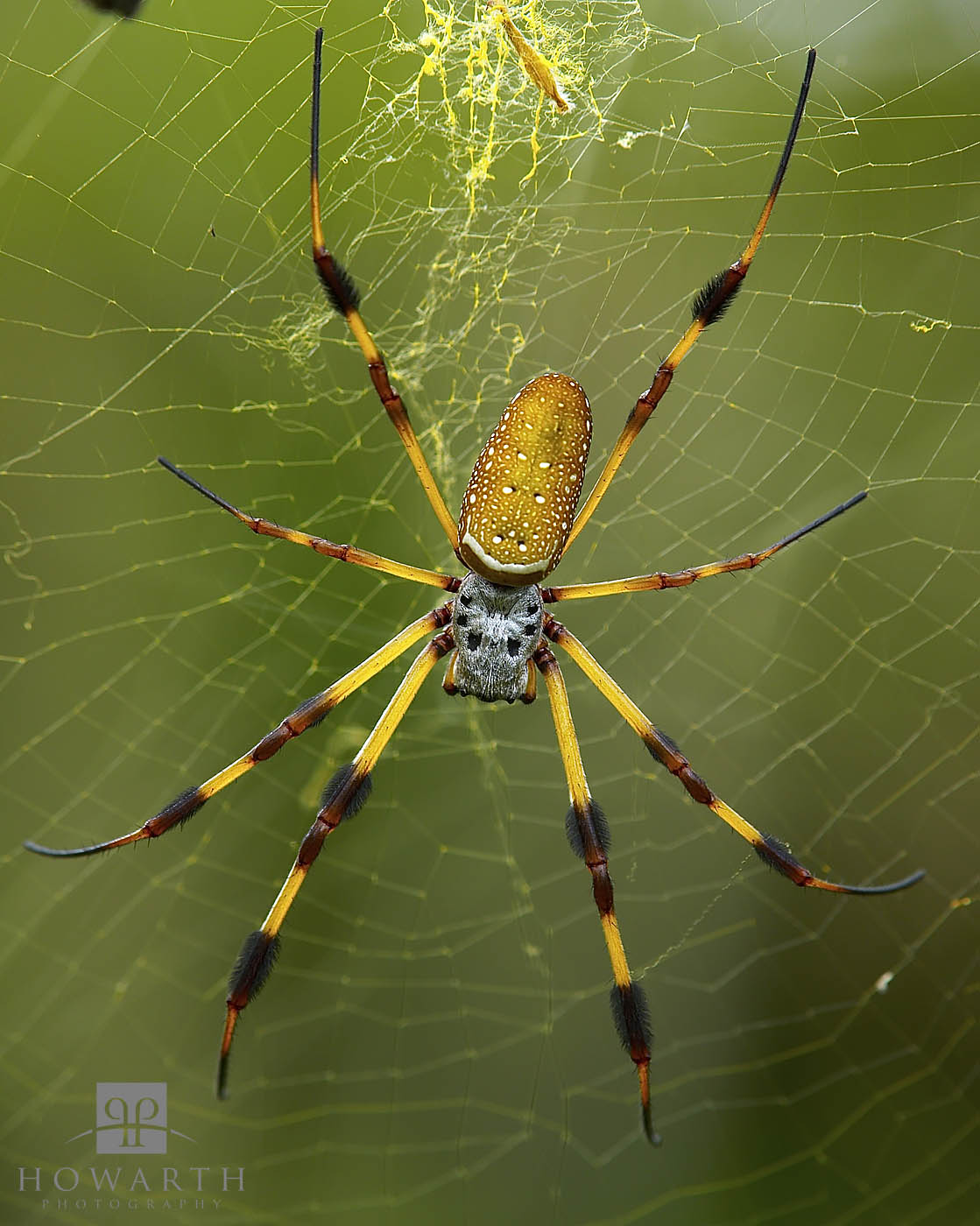 Locally known as Silk spiders or Banana spiders these are often found during hurricane season and spin their golden web's high...