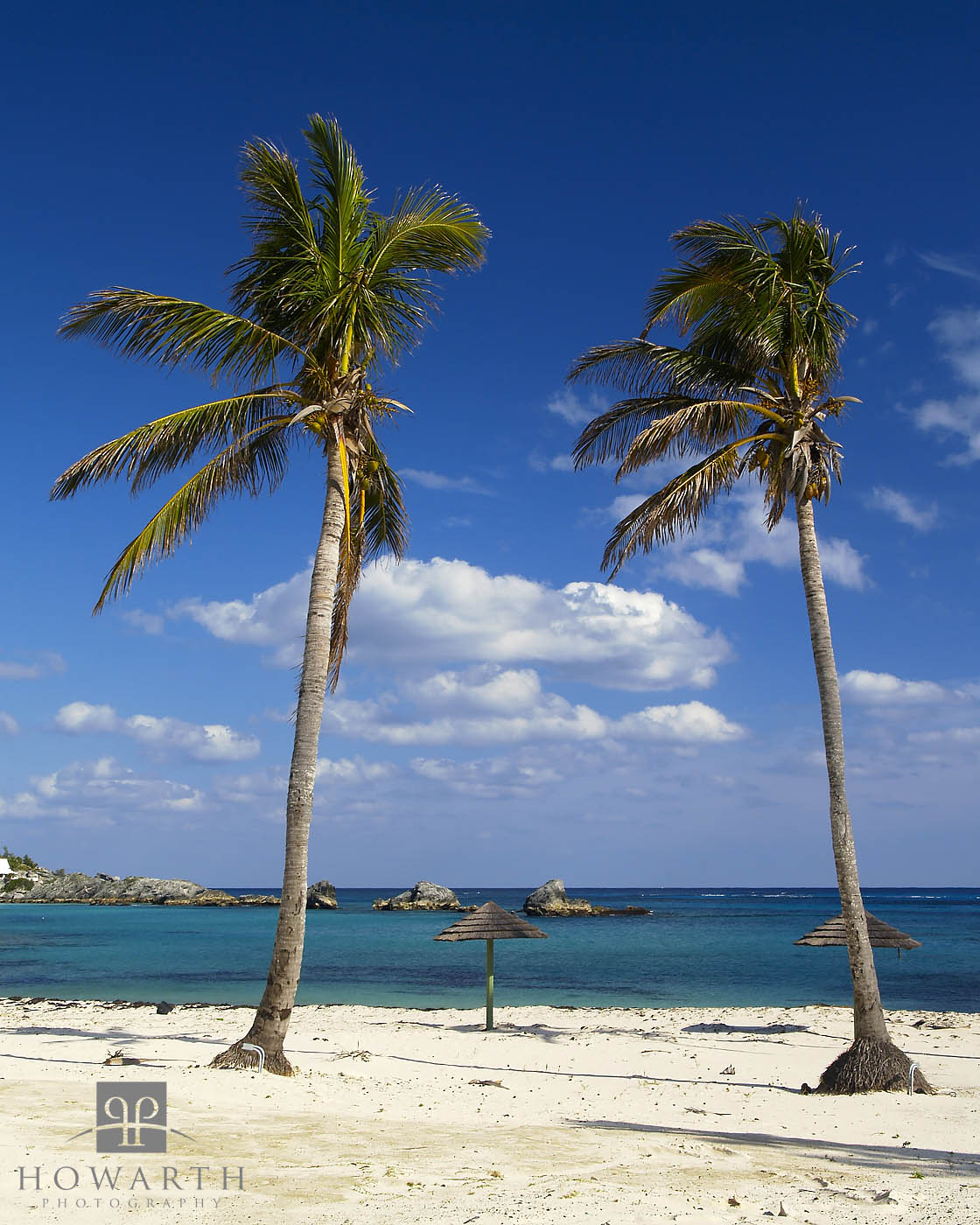 Blue skies and palm trees