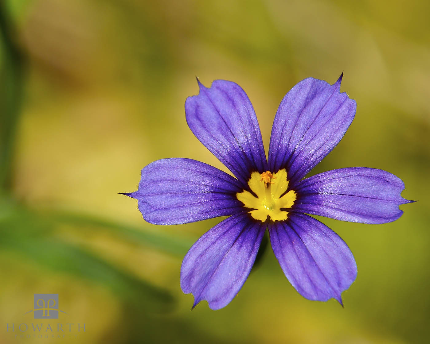 Bermudiana's bloom in the spring and are an incredibly hearty flower, often found in very harsh locations from March through...