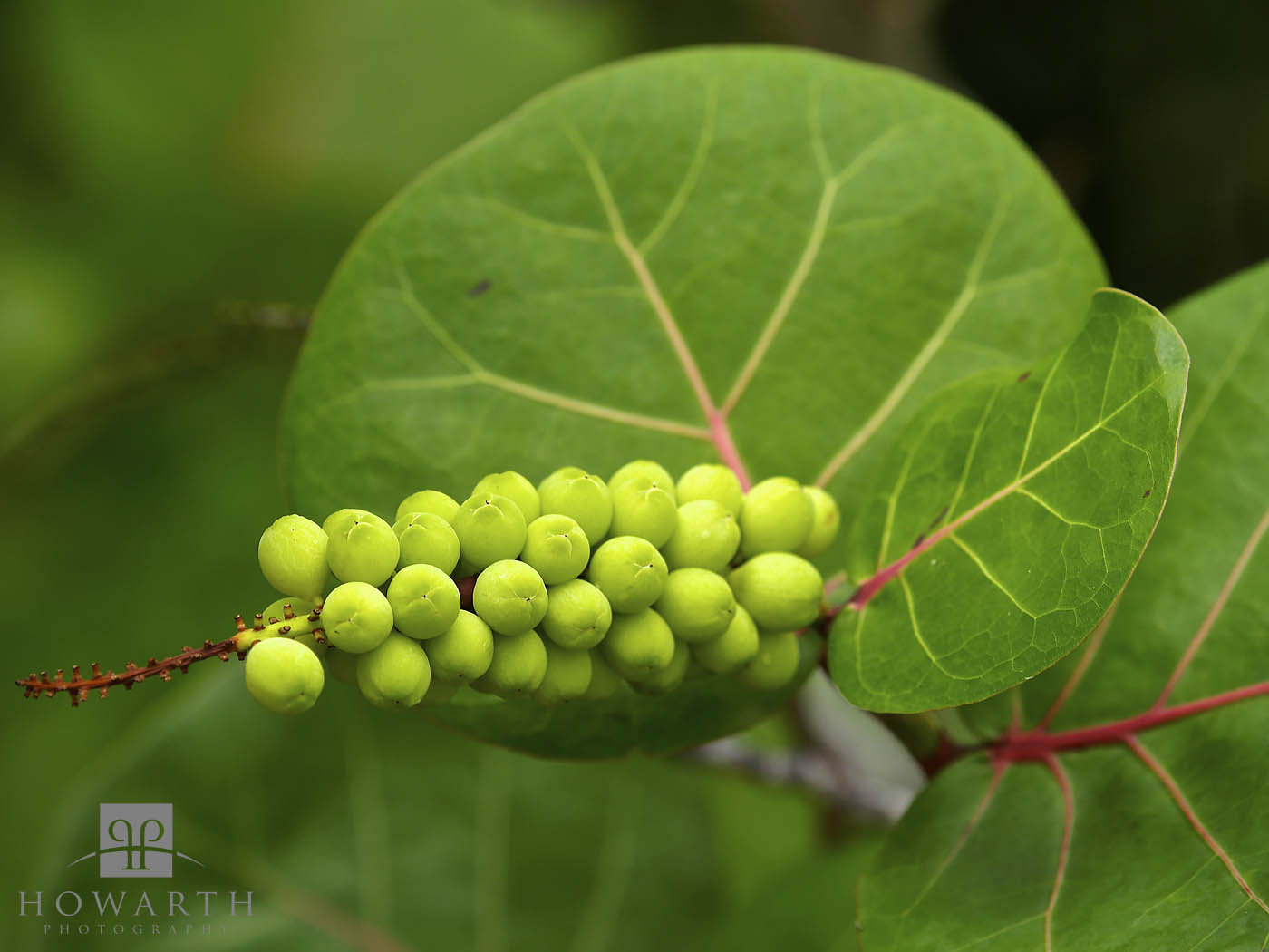 Bay Grape Berries
