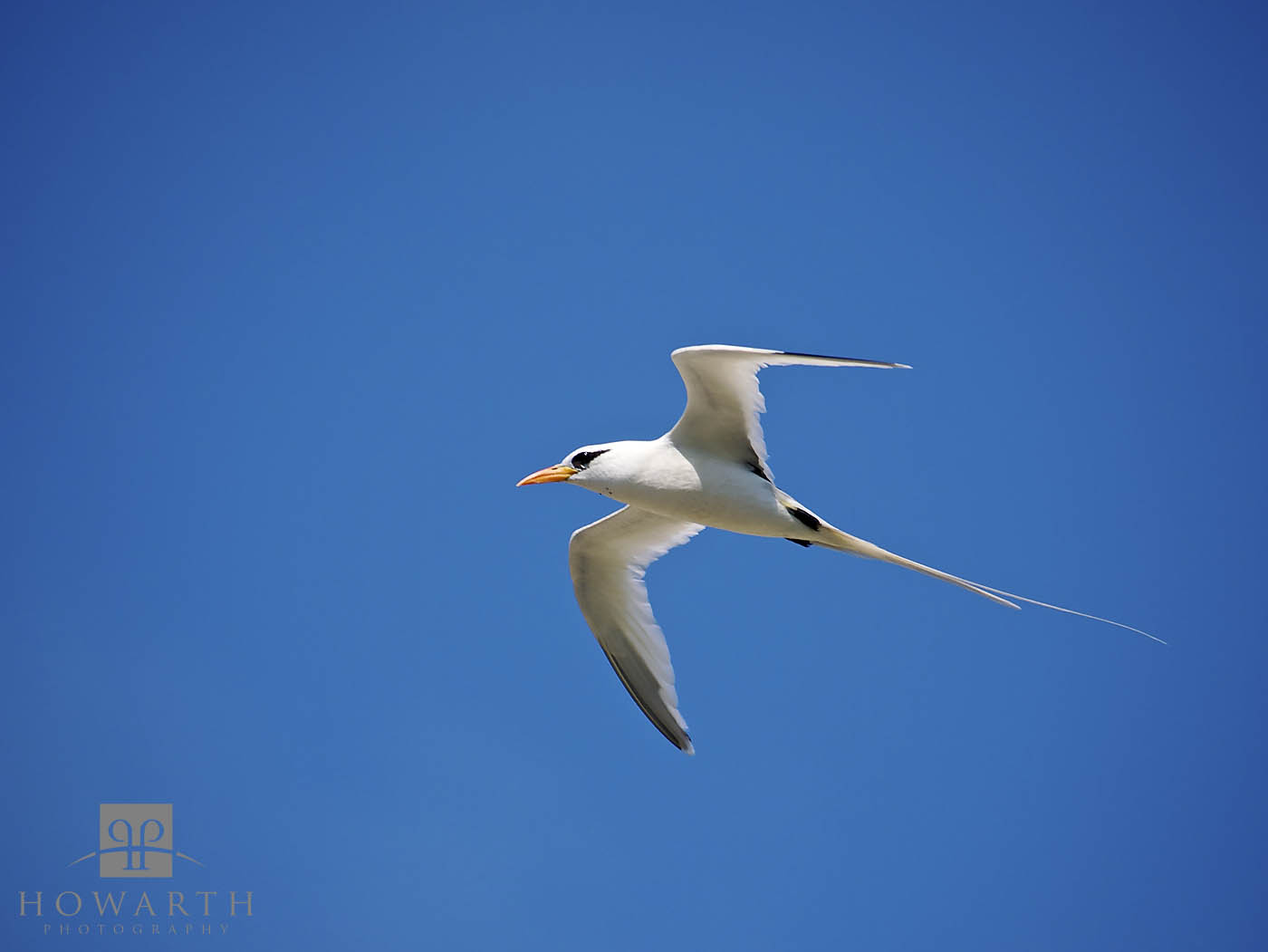 The Longtails are found around the coast through the early part of the summer when they come back to breed. The rest of the year...