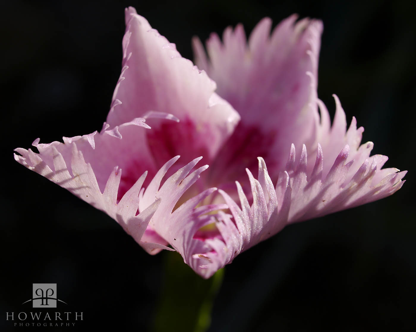 A type of Carnation