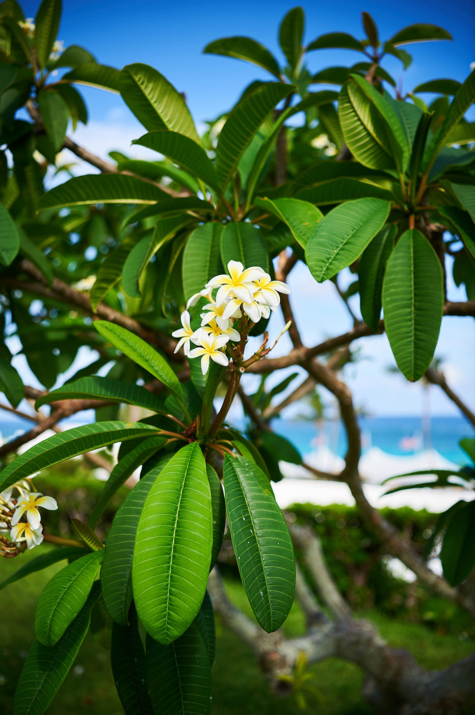 Frangipani